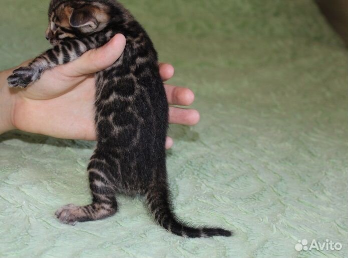 Снежные и золотые леопардики