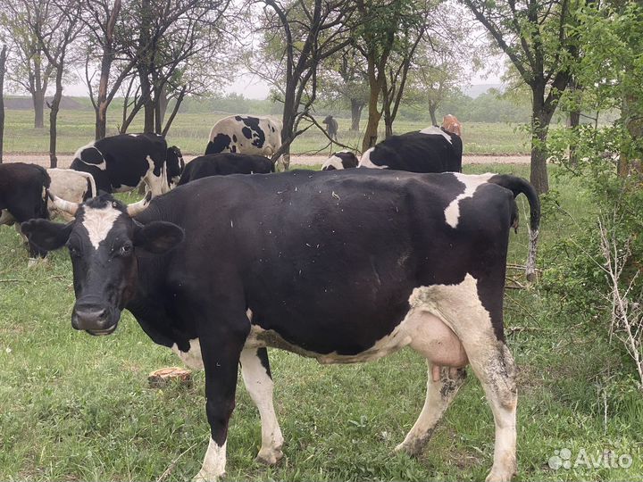 Коровы дойные молочные
