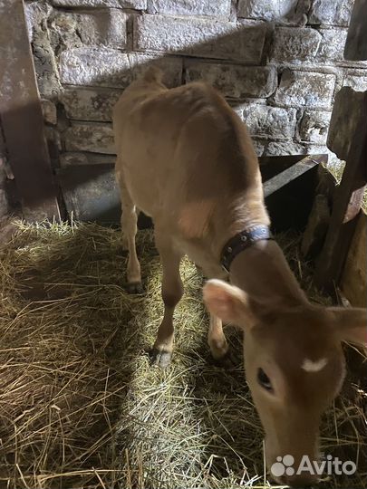 Телочка Джерси