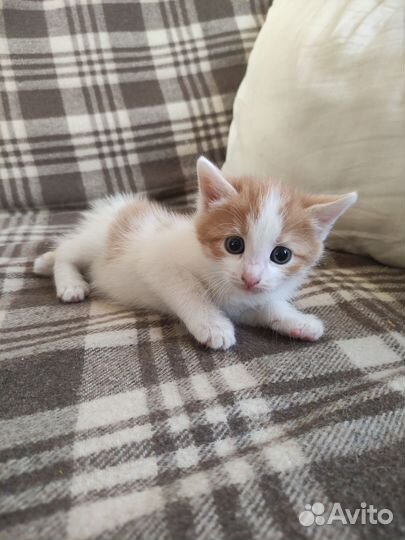 Котенок