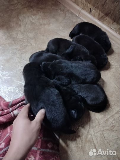 Собака