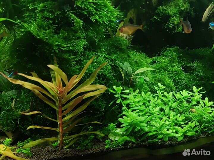 Аквариумные растения