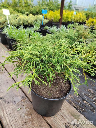 Кипарисовик кочкаобразный