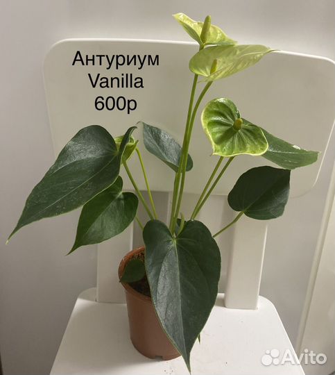 Антуриум Vanilla