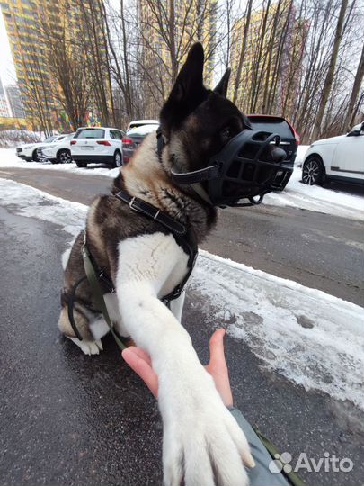 Передержка, выгул, зооняня, кинолог