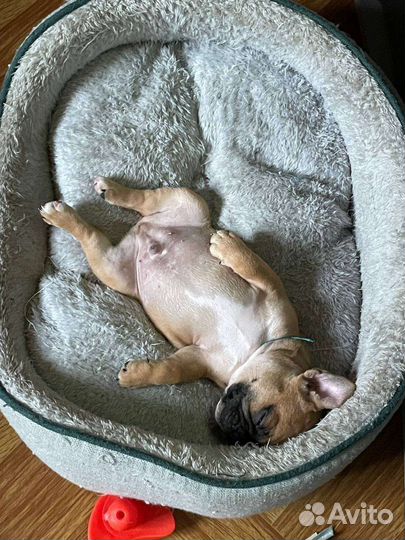 Французский бульдог