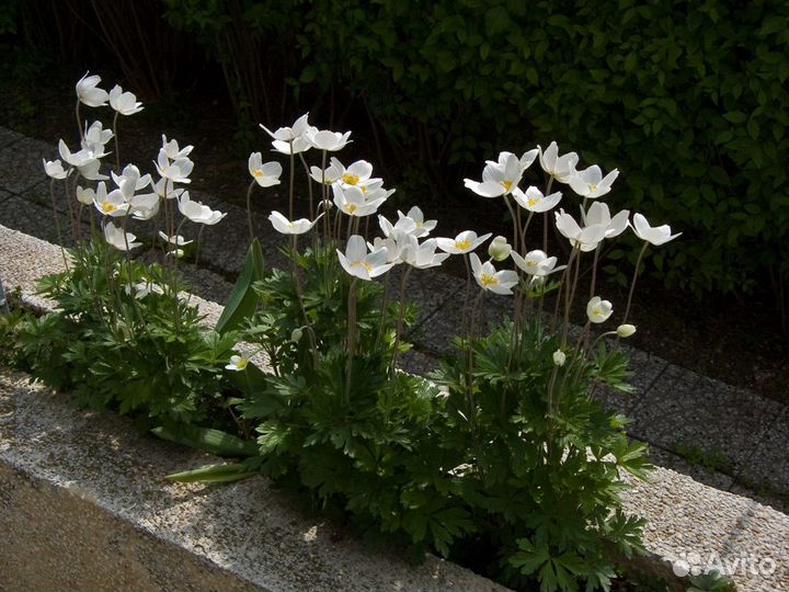 Анемона, колеусы