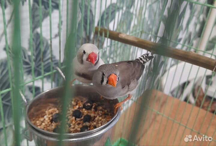 Попугай амадины