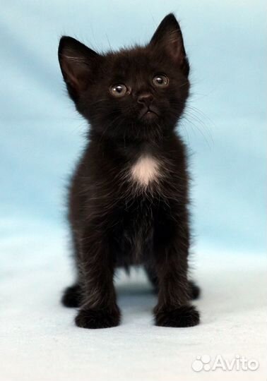 Котейка лея