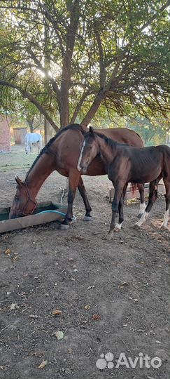Жеребчик и молодая кобылка