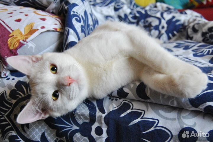 Котика отдам (возраст 10 мес.)