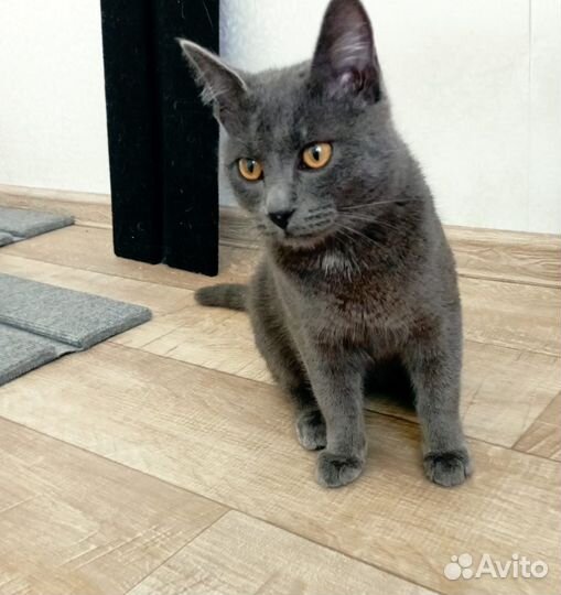 Игривый котик ищет семью