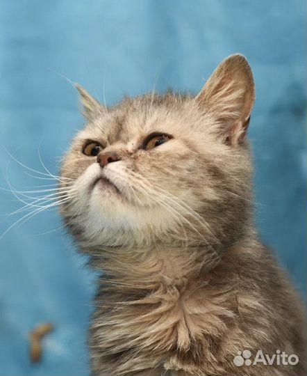 Шотландская вислоухая кошка серая из Херсона