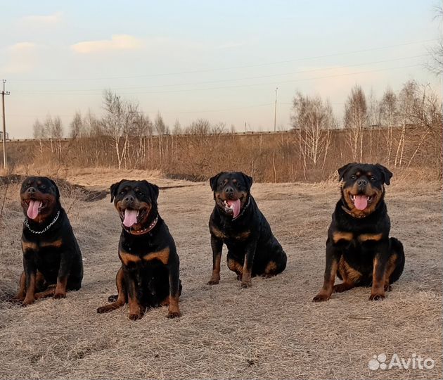 Щенки ротвейлера