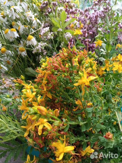 Душица Зверобой Кипрей Пустырник Валерьяна