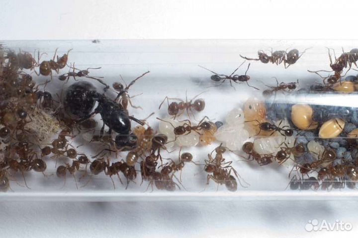 Муравьи Messor Structor