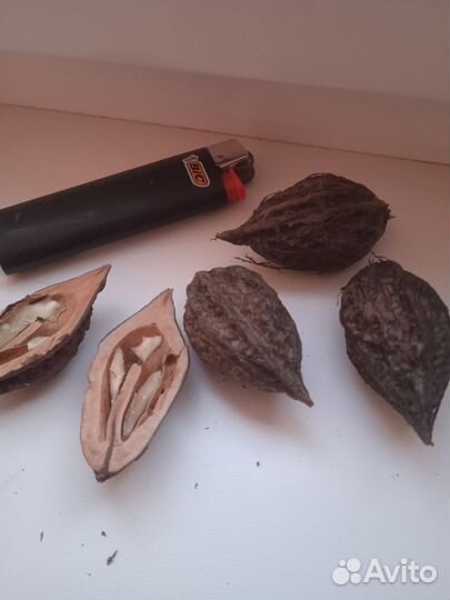 Маньчжурский орех для творчества