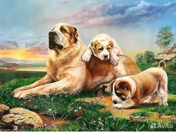 Щенки алабая