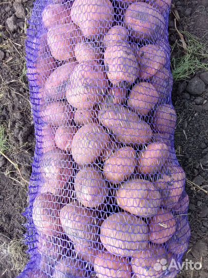 Белароза,редледи,аврора,королева анна