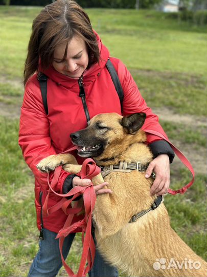 2 года в приюте ждет