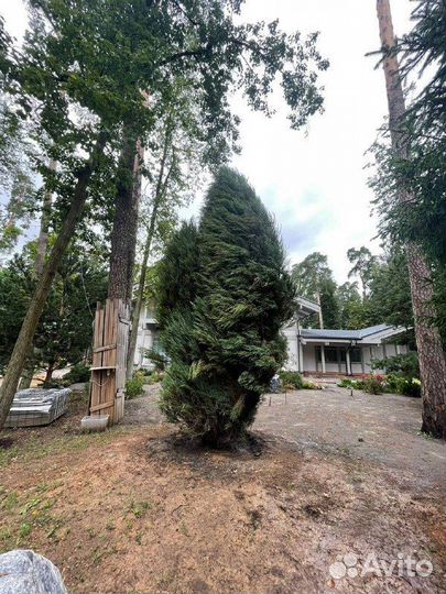 Можжевельник скальный