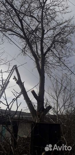 Спил деревьев с вывозом