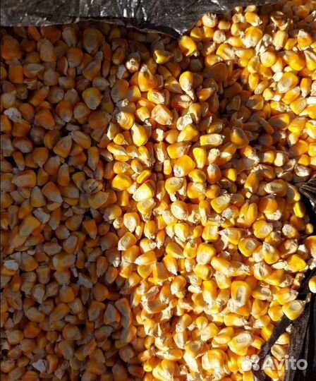 Кормовая кукуруза, Кормовая пшеница на корм