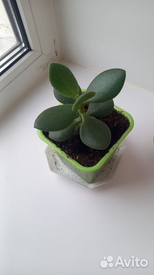 Денежное дерево толстянка крассула
