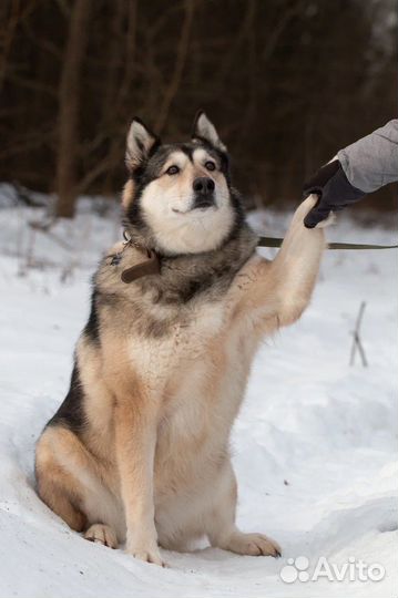 Метис Лайки в добрые руки, Ребекка