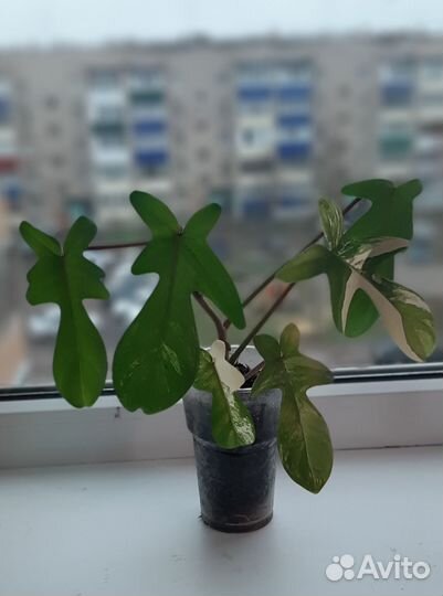 Филодендроны