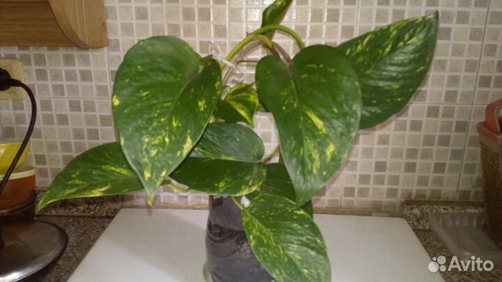 Эпипремнум 