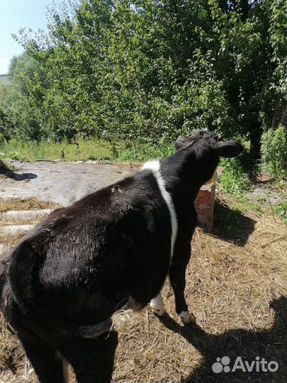 Бычок и две телочки