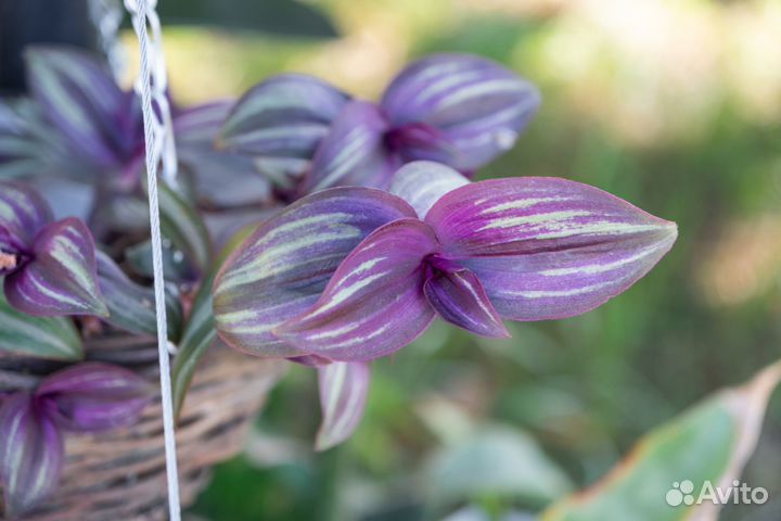 Традесканции сортовые