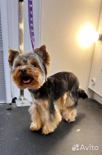 Стрижки собак и кошек в Москве