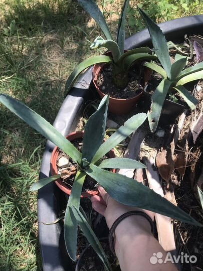 Агава американская голубоая и агава вариегатная