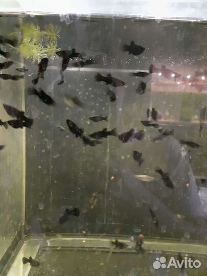 Аквариумные рыбки