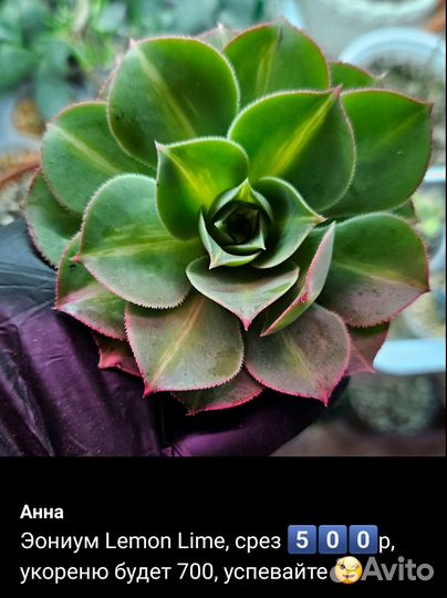 Эониумы aeonium