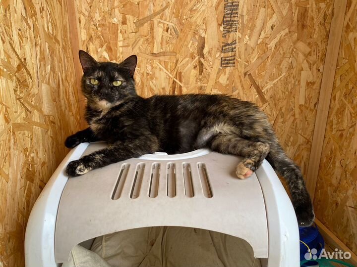 Ласковая Анабель ждет своего человека