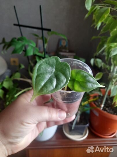 Филодендрон, замиокулькас,алоказия