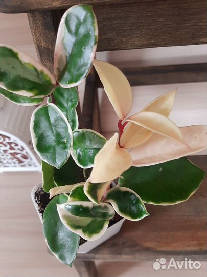 Хойя Кримсон Квин