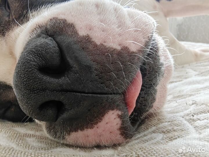 Амстафф вязка