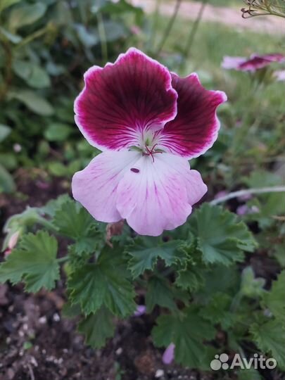 Герань пеларгония королевская