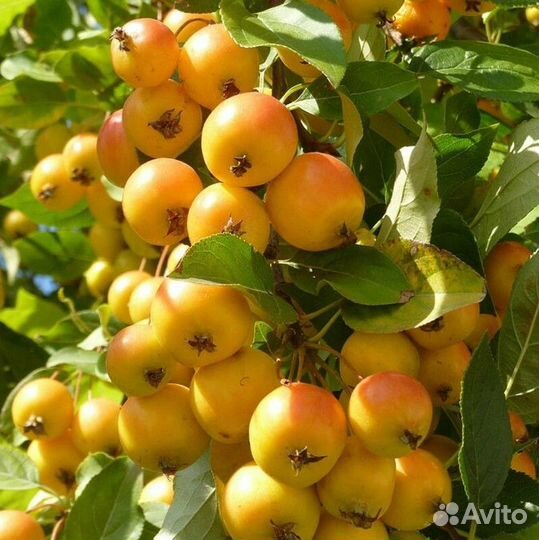 Саженцы Яблонь колонновидных с доставкой