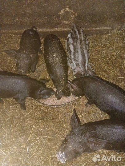 Поросята мангалица