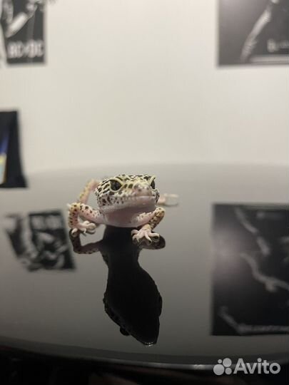 Эублефар самка