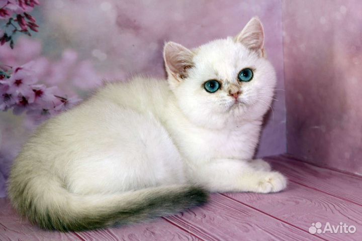 Серебристая британская шиншилла колор поинт