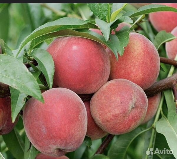 Саженцы персик и черешня