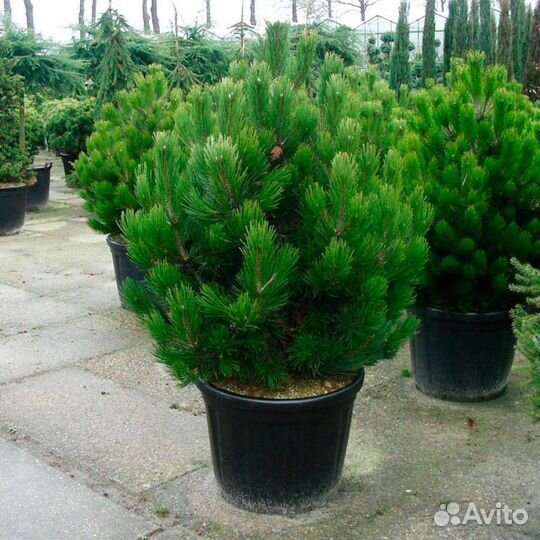 Семена редких хвойных- Инверса Хупси и другие