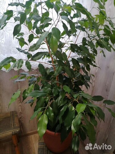 Фикус бенджамина