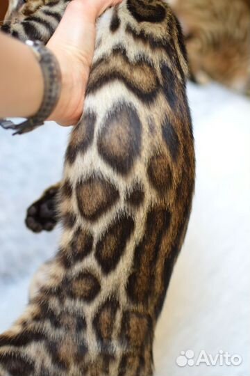 Бенгальская девочка для разведения